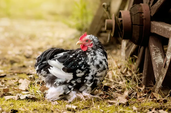 Miniaturowe Rooster spaceru w ogrodzie — Zdjęcie stockowe