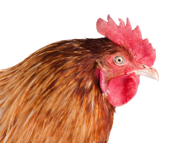 Cabeza de gallo de cerca, vista lateral, aislado — Foto de Stock