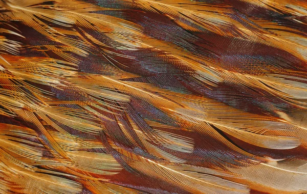 Textura de plumas de ave —  Fotos de Stock