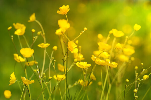 Summer background with yellow wildflowers