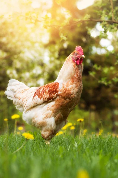 Jonge haan in de zomertuin — Stockfoto