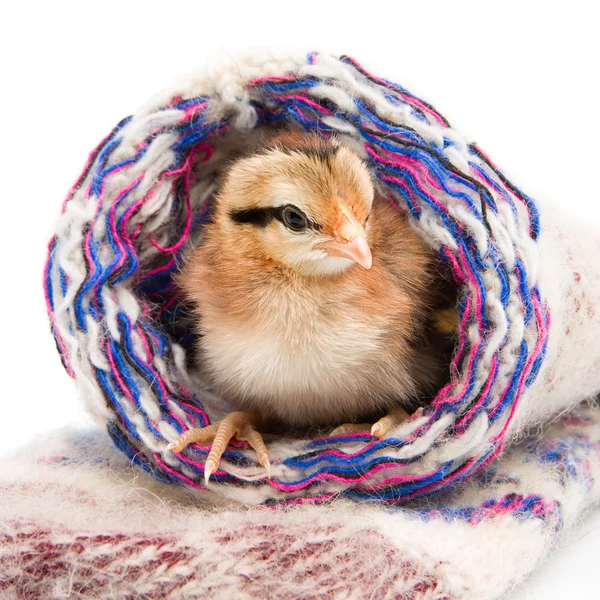 Kis csirke ül a kötött zoknik — Stock Fotó