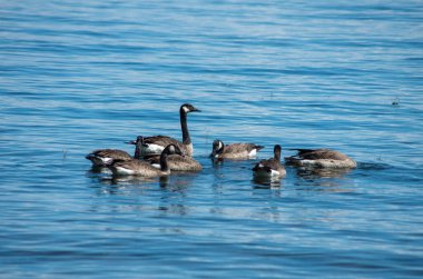 Kanada kazları gölde