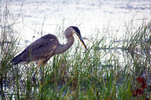 büyük mavi balıkçıl flishing