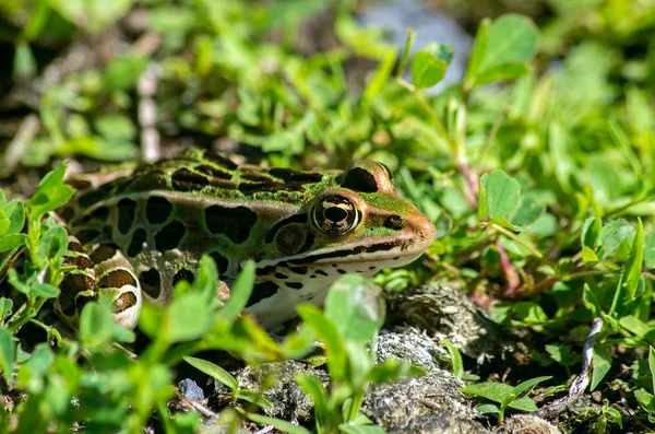 Severní leopardí žába — Stock fotografie