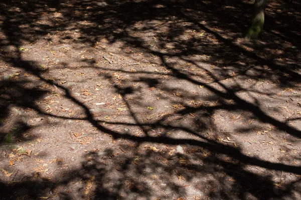 Gelin Au Roche State Park — Stok fotoğraf