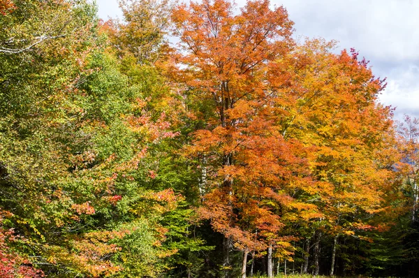 Fall colors — Stock Photo, Image