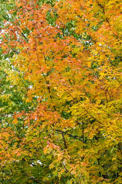 Fall colors — Stock Photo, Image