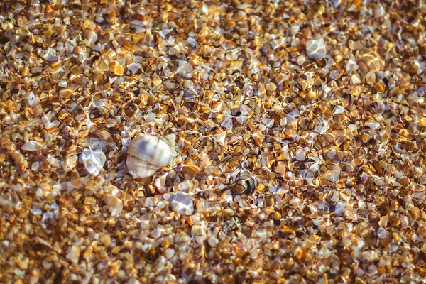 Shell and pebble stone — Stock Photo, Image