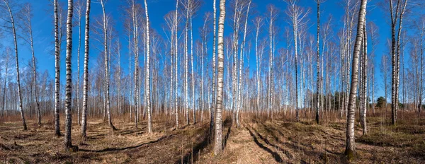 Panorama of autumn birch forest. — Stock Photo, Image