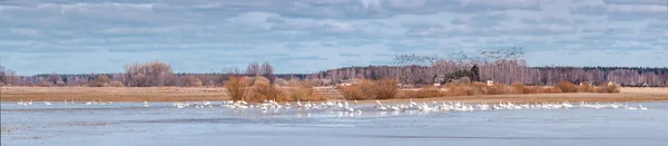 Panorama with migratory birds. — Stock Photo, Image