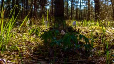Zaman atlamalı orman çiçekler.