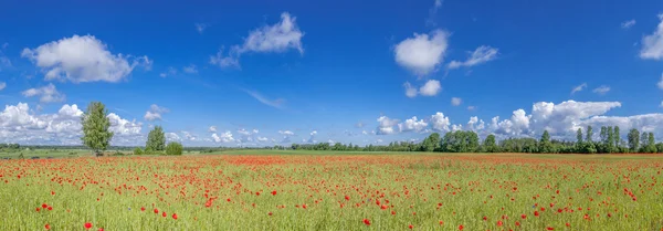 Panorama del campo con papaveri . — Foto Stock