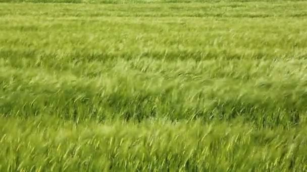 Viento en el campo de trigo . — Vídeos de Stock