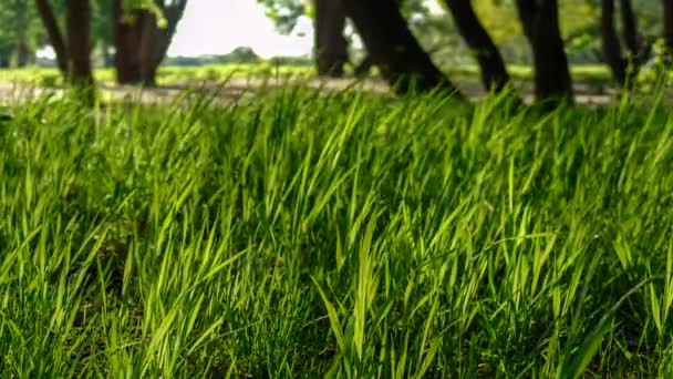 Tijd lapse gras verlicht door de zon. — Stockvideo