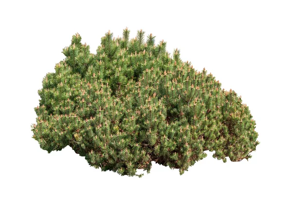 Mountain pine buske. — Stockfoto