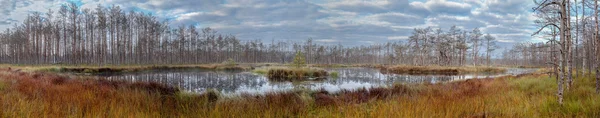 Panorama swamps in the autumn.
