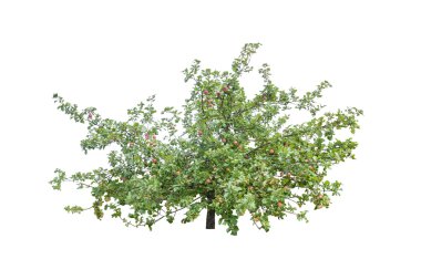 elma ile elma ağacı.