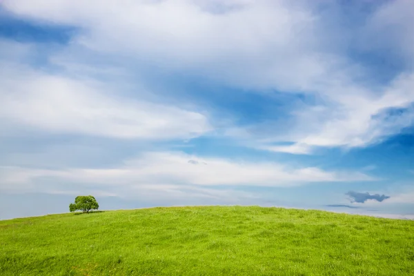 Lonely tree. — Stock Photo, Image