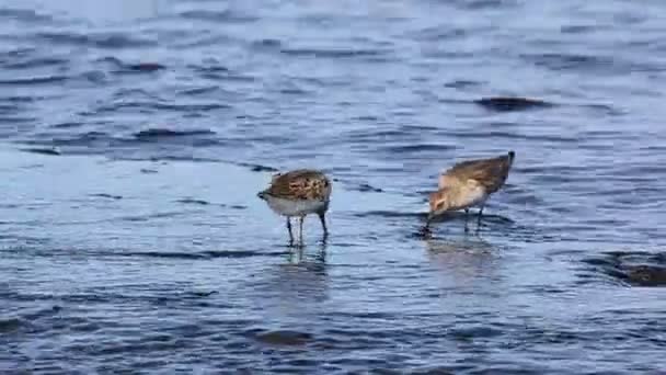 Deux oiseaux se nourrissent . — Video