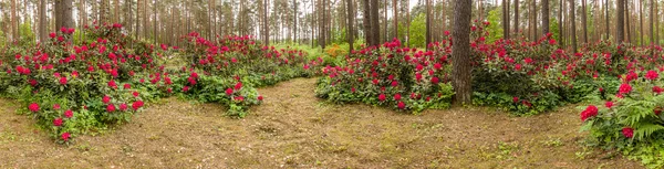 Panorama rhododendrons. — Stock Photo, Image