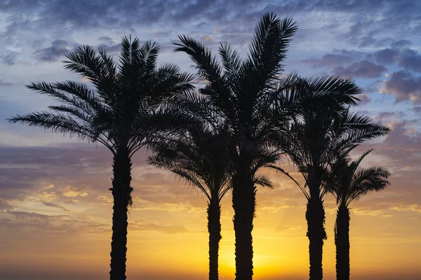Palmiye ağaçları günbatımı alt — Stok fotoğraf