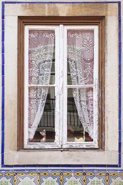 Drie katten venster — Stockfoto