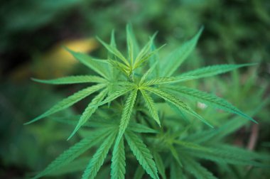 Ağaçtaki kenevir çalılarını kapatın.