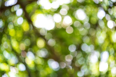 Işığın bulanık arkaplanının soyut doğası bambu ağaçlarında parlıyor, bokeh arkaplan