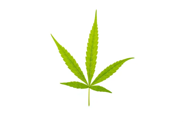 Groene Cannabisbladeren Geïsoleerd Witte Achtergrond — Stockfoto