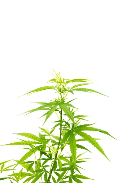 Folhas Ramo Cannabis Verde Isoladas Fundo Branco — Fotografia de Stock