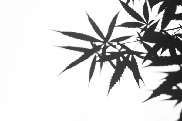 Fondo Blanco Negro Abstracto Los Arbustos Cannabis Sombra Hoja Pvc —  Fotos de Stock