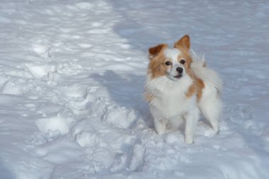 Güzel küçük köpek, kışın dosdoğru karşıya bakıyor..