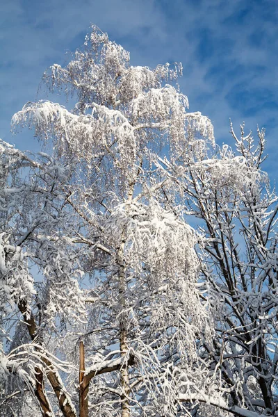 Δέντρα Μια Πόλη Καλυμμένη Χιόνι Την Ηλιόλουστη Χειμωνιάτικη Μέρα Όμορφο — Φωτογραφία Αρχείου