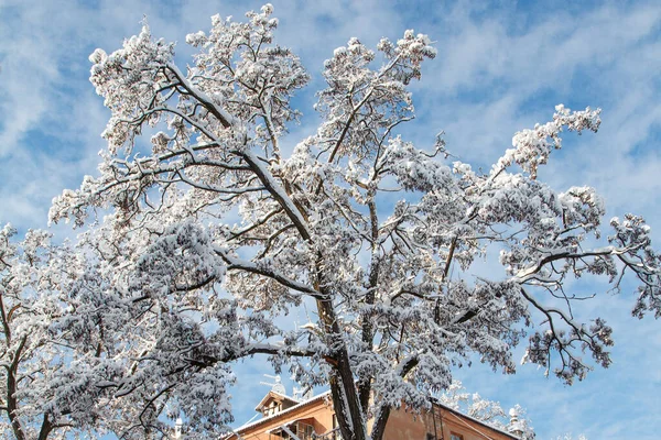 Árboles Una Ciudad Cubierta Nieve Soleado Día Invierno Hermoso Paisaje — Foto de Stock