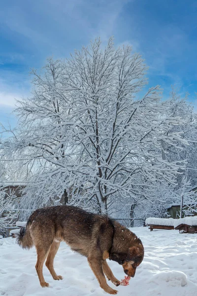 Бездомная Собака Ест Дворе Зимой — стоковое фото