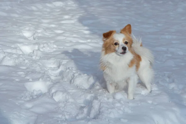 Precioso Perrito Mirando Hacia Adelante Invierno — Foto de Stock