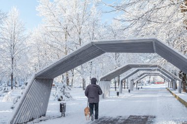 Kar yağdıktan sonra şehir parkı. Karla kaplı ağaçlar. Tanınmayan bir yaya evcil hayvanıyla yürüyor. Kışın hava durumu.