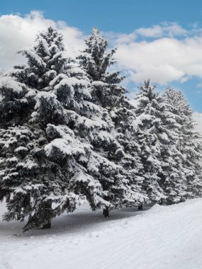 Güneşli kış gününde karla kaplı ladin ağaçları ve arka planda mavi gökyüzü. Güzel kış manzarası