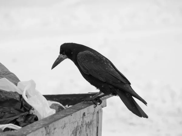 Corbeau Noir Assis Sur Une Poubelle Métal Essayant Trouver Nourriture — Photo