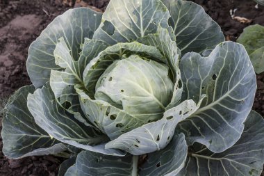 Bahçe yatağında yeşil lahana kafası. Üst Manzara. Vejetaryen yiyecekler için gerekli malzemeler