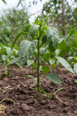 Bahçede yetişen genç çan biberi çalısı. Bulgar ya da tatlı biber bitkileri. Sığ alan derinliği.