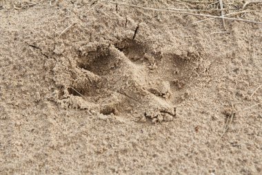 Büyük köpek kumların üzerinde tek bir pençe izi bırakmış. Üst görünüm.