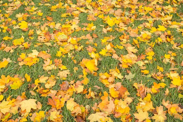 Amarelo Caído Folhas Bordo Grama Verde Temporada Outono Tema Outono — Fotografia de Stock