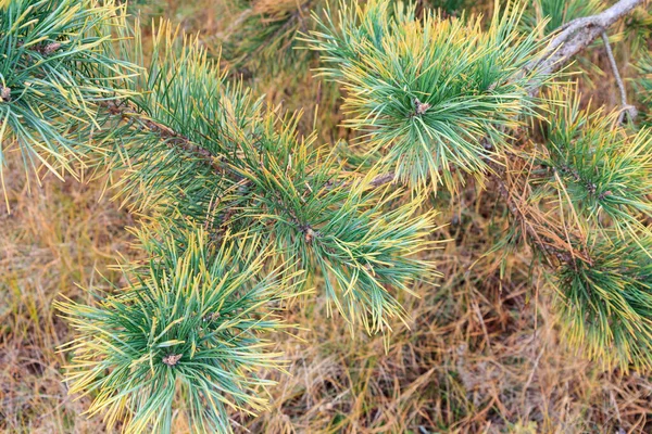 森林中松树的特写树枝 背景为干草 — 图库照片