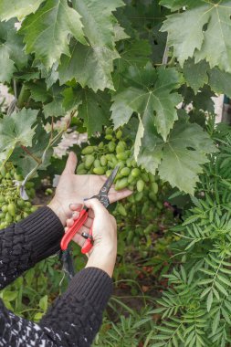 Üzüm ağaçlarının boşaltılması, olgunlaşmamış üzümlerin yazın üzüm bağında toplanması. Mevsimlik bakım.