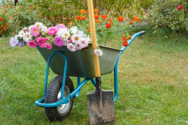 İşten sonra, yaz bahçesinde. Kesilmiş çiçekli el arabası ve yeşil çimlerde bir kürek..
