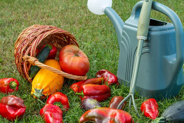 Hanya Memilih Zucchinis Terong Tomat Dan Paprika Dengan Keranjang Wicker — Stok Foto
