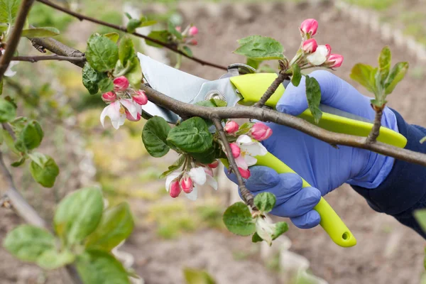 Campesino Cuidando Jardín Poda Primavera Árboles Frutales Mujer Con Una — Foto de Stock