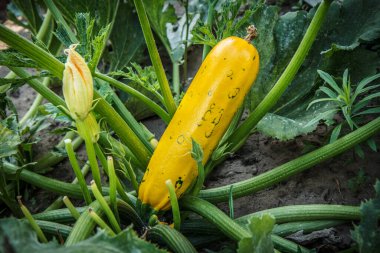 Kabak çiçeği ve çalılıklarda yetişen genç kabak. Yaz bahçesinde kabak ve çiçek.